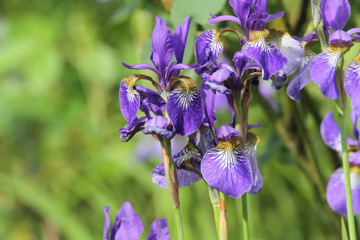 Die besten Naturphotos: Iris sibirica - Sibirische Schwertlilie bei Braunlage