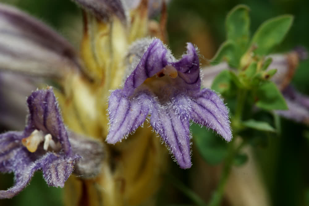 Die besten Naturphotos: Violette Sommerwurz, Orobanche purpurea