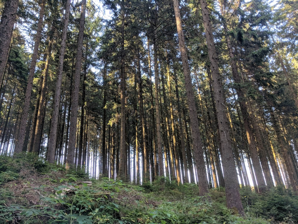 Die besten Naturphotos: Fichtenwald