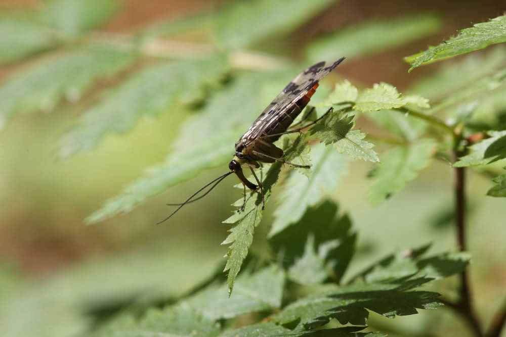 Die besten Naturphotos: Scorpionsfliege