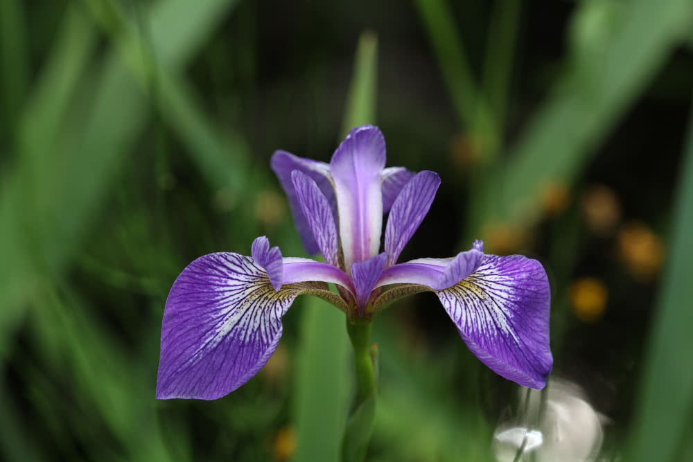Die besten Naturphotos: Iris versicolor