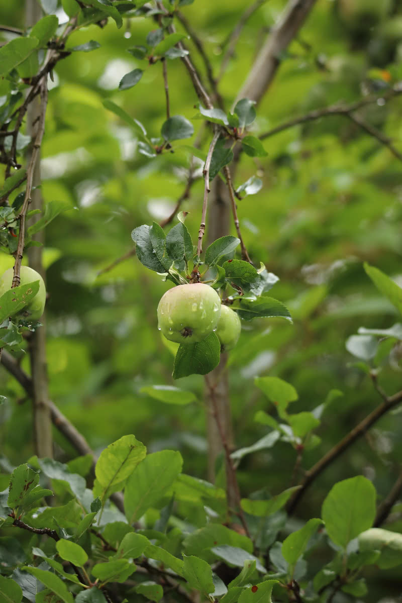 Die besten Naturphotos: Apfelernte im Harz