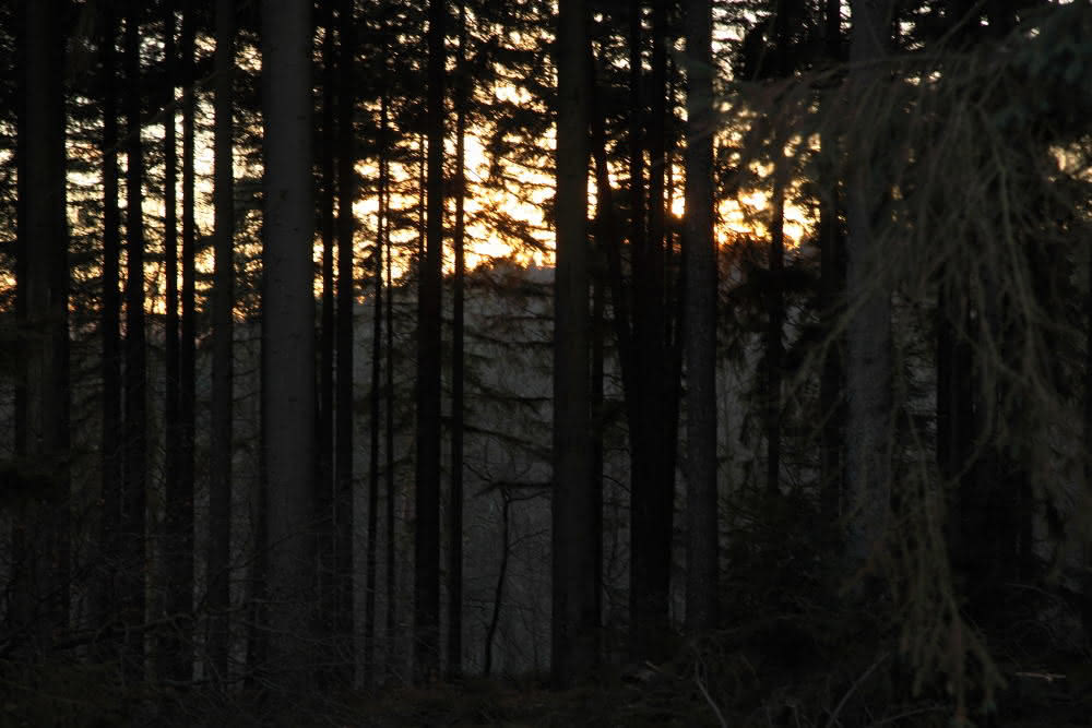 Harzwald im Sonnenuntergang