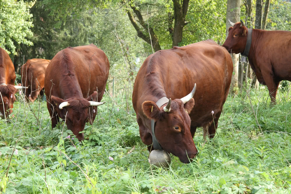 Harzer Rinder (Höhenvieh) - fast ausgestorbene Rinderrasse