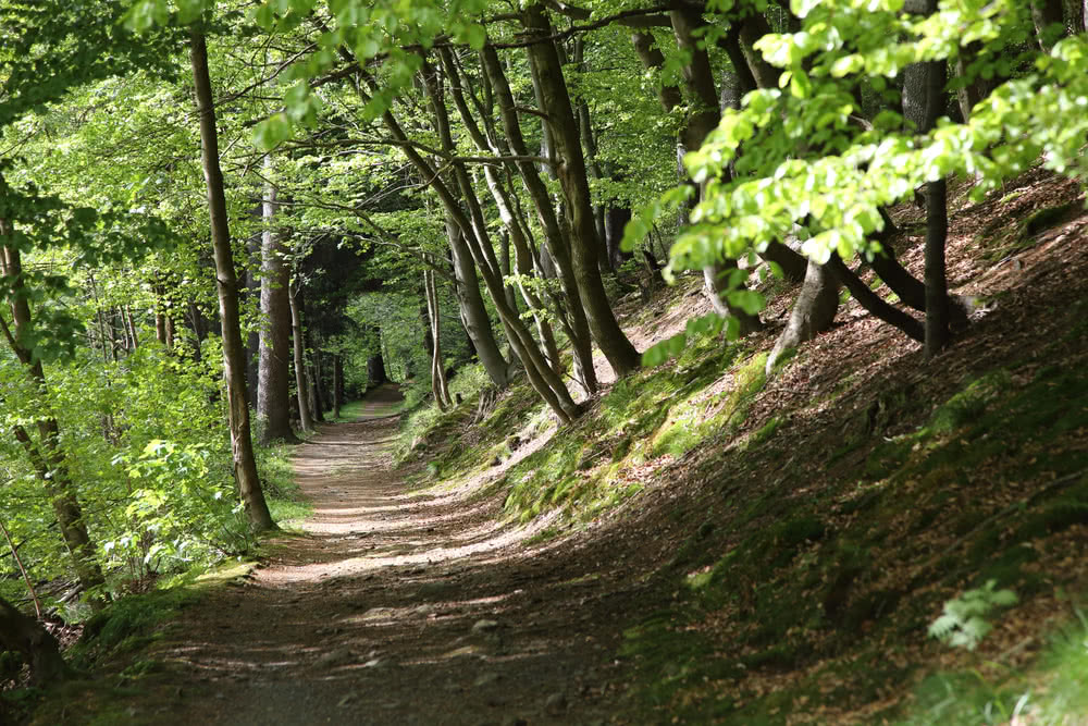 Schwarzenberg Altenau - Mischwald im Frühling