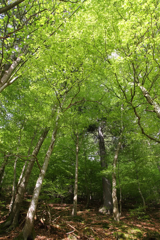 Schwarzenberg Altenau - Mischwald im Frühling