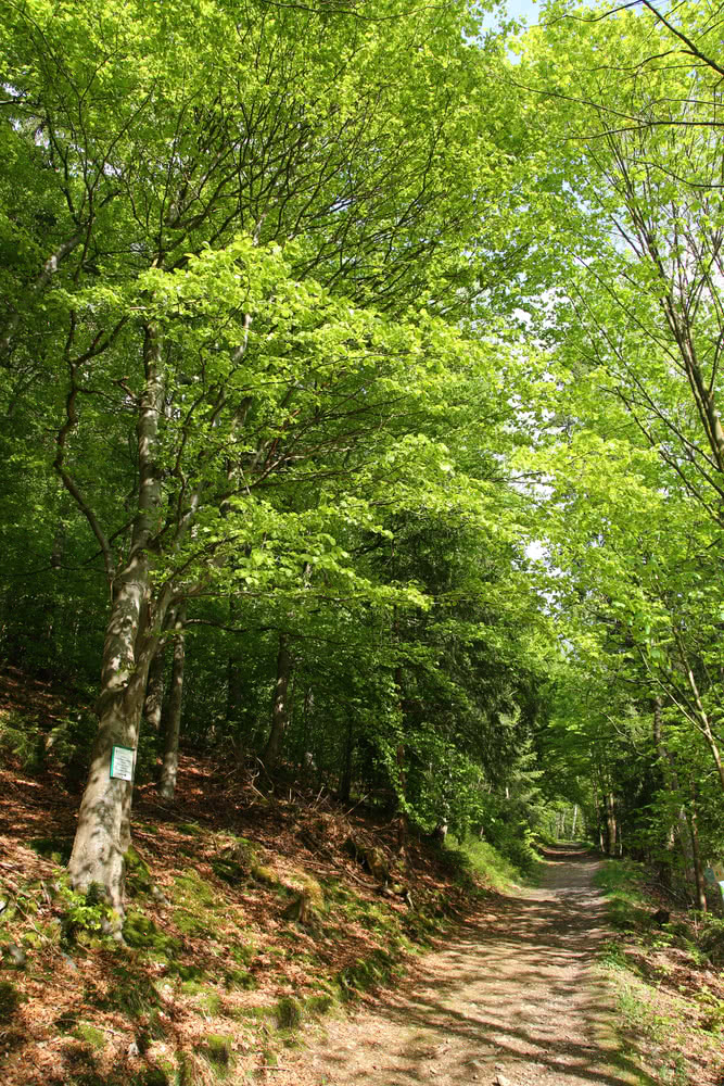 Schwarzenberg Altenau - Mischwald im Frühling